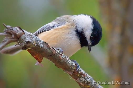 Chickadee On A Branch_52025.jpg - Black-Capped Chickadee (Poecile atricapillus) photographed at Ottawa, Ontario - the capital of Canada.